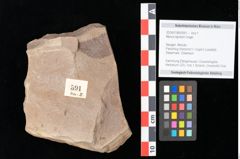 Foto (Objekt + Etikett) von Myrica lignitum (Unger) Saporta (NHMW-GEO-2024-0188-0591)